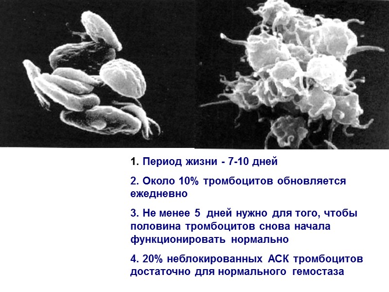1. Период жизни - 7-10 дней 2. Около 10% тромбоцитов обновляется ежедневно 3. Не